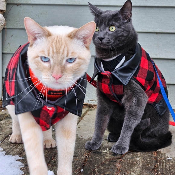 Meet your Posher, Sue-ann - Picture 4 of 16